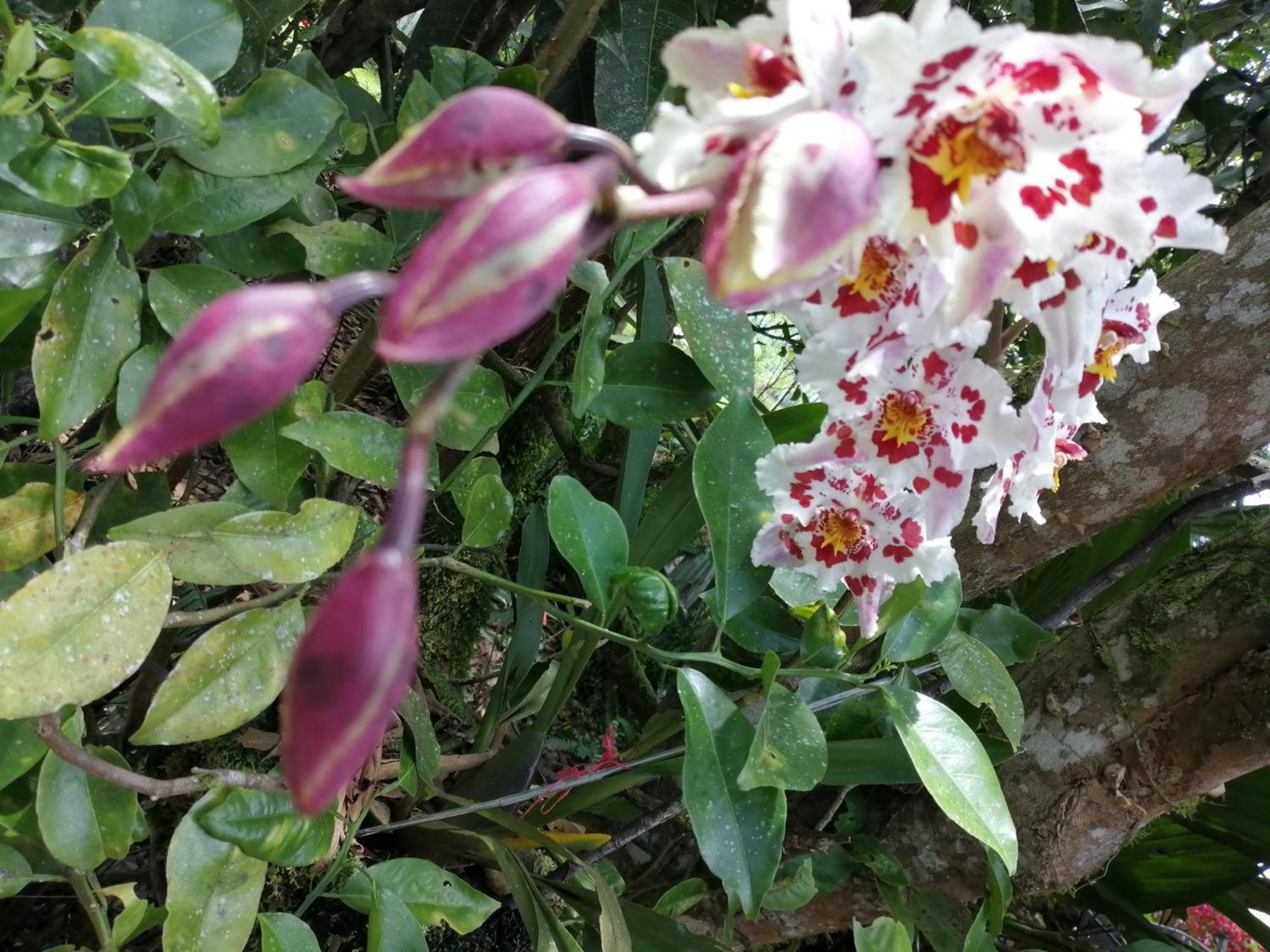 옥사팜파 Refugio De Orquideas 빌라 외부 사진