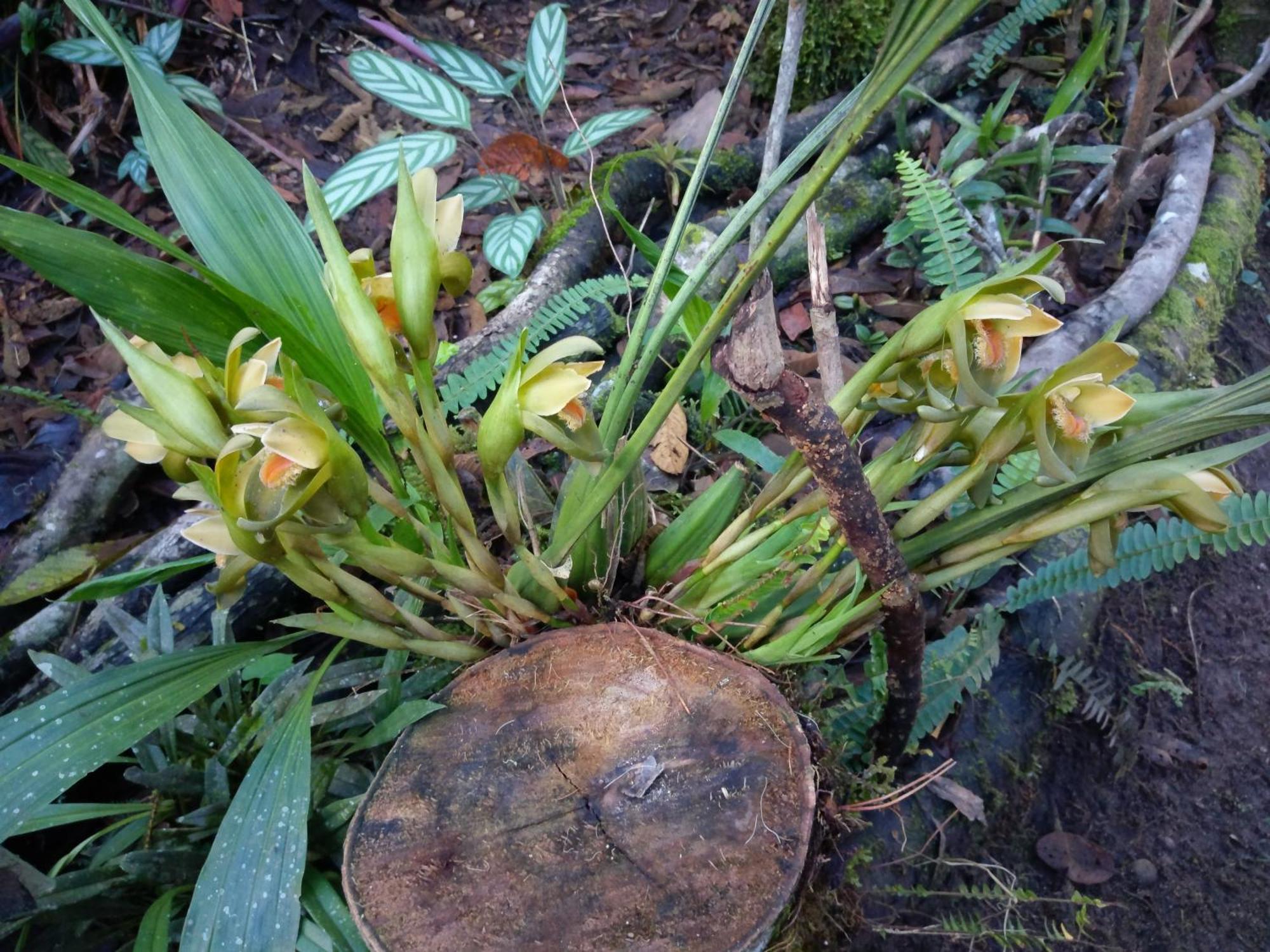 옥사팜파 Refugio De Orquideas 빌라 외부 사진