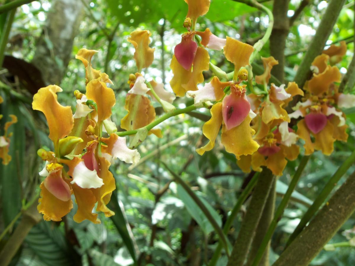 옥사팜파 Refugio De Orquideas 빌라 외부 사진